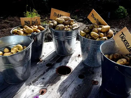 Fem hinkar med nyskördade potatis står uppradade. Skyltar anger olika odlingsmetoder, som "No Dig" och "Täckodling", vilket visar på ett intressant avstånd mellan metoderna och resultatet.