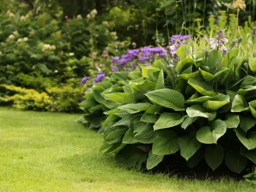 En frodig rabatt med olika funkia sorter i fokus, kantad av en välklippt gräsmatta. Lila blommor syns i bakgrunden.