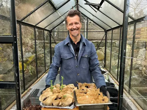 Glad man i växthus håller brickor med groende pommes de terre, redo för plantering.