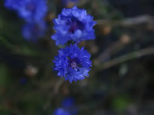Två blåklint perenn blommor i fokus, med en mjuk, mörk bakgrund.