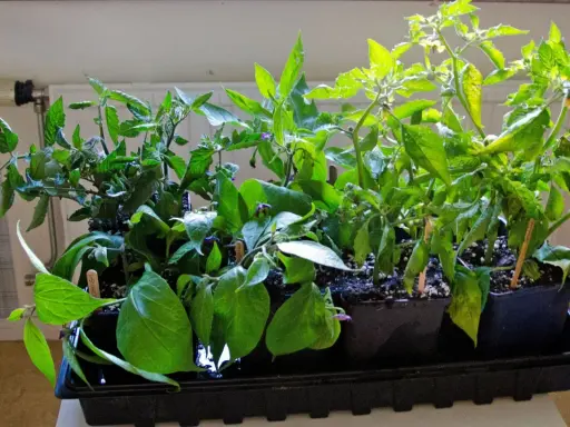 Små plantor av tomat och chili som väntar på att plantera sticklingar direkt i jord.