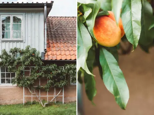 En persikabuske klättrar mot ett hus med tegeltak. En persika hänger bland gröna blad, redo att skördas.