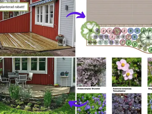 Idébild för en nyplanterad rabatt med stockros och andra blommor. Visar en ritning och exempel på växter.
