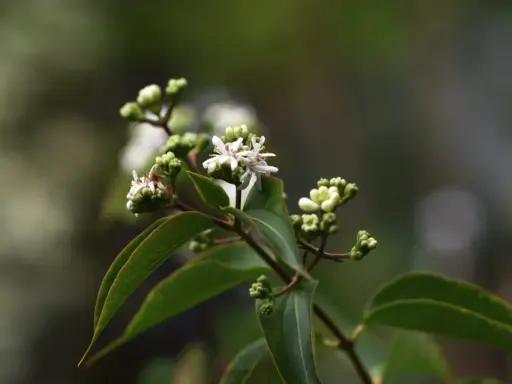 En gren med gröna blad och små, vita blommor som påminner om en jasmin blomma. Några knoppar syns också.