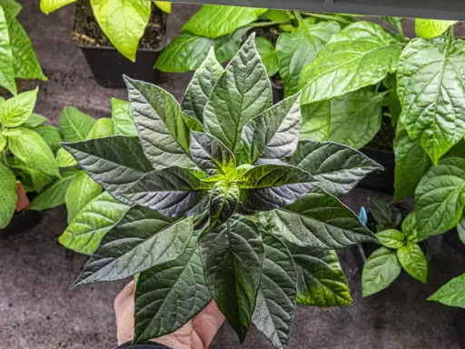 En hand håller en planta med mörka, nästan svarta blad. Bredvid syns andra plantor med ljusgröna, nästan **chili gula blad**.