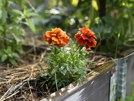 Två orange tagetesblommor i en pallkrage, omgivna av grönska och torrt gräs. Hoppas sniglar inte hittar hit.
