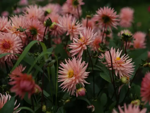 En rabatt fylld med ljusrosa dahlior som blommar. En fjäril sitter på en av blommorna. Plantera dahlia i rabatt för att skapa denna vackra syn.