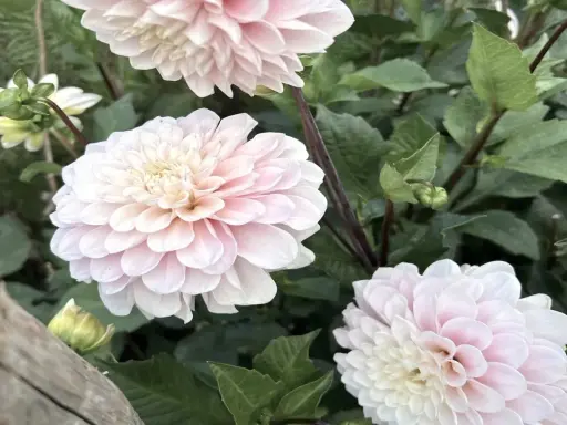 Vackra ljusrosa dahlior i kruka utomhus, med gröna blad och knoppar som växer fram.
