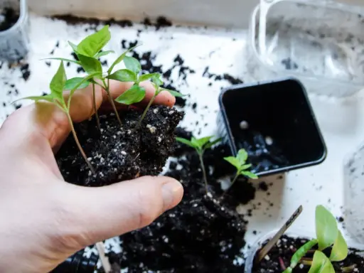 Hand håller en klump jord med små chilifrön, redo att plantera om chili djupare i nya krukor.