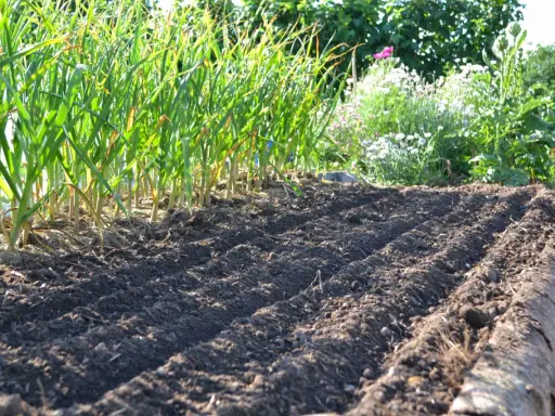 Färdigbäddad jord för framtida jordgubbsland. Rader av vitlök växer i bakgrunden, en härlig inspiration för trädgården.