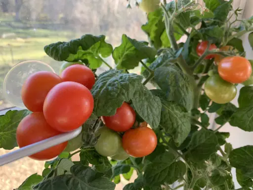 En tomatplanta med mogna och gröna tomater, en ovanlig syn med så tomater i januari.