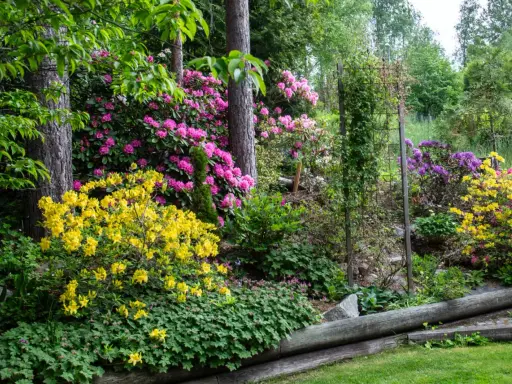 En frodig trädgård med rosa och lila rhododendron, gula azaleor och gröna marktäckare. En vacker stenparti inspiration.