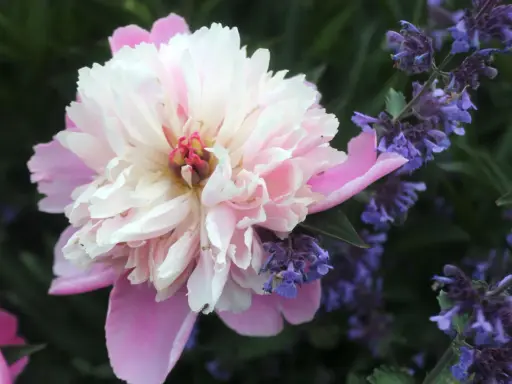 En stor, ljusrosa och vit pion blommar bredvid lila blommor. En liten myra klättrar på pionens blad. En vacker syn att dela pioner.