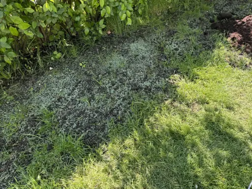 Nytt gräs gror i jorden, en del av det ser ut som **buffalo grass**. Grönskande buskar skuggar delvis.