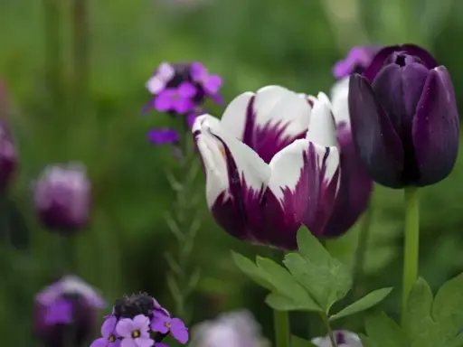 Två mörklila tulpaner, en med vita inslag, blommar i en trädgård. Snart är det dags att plantera tulpaner för nästa säsong.