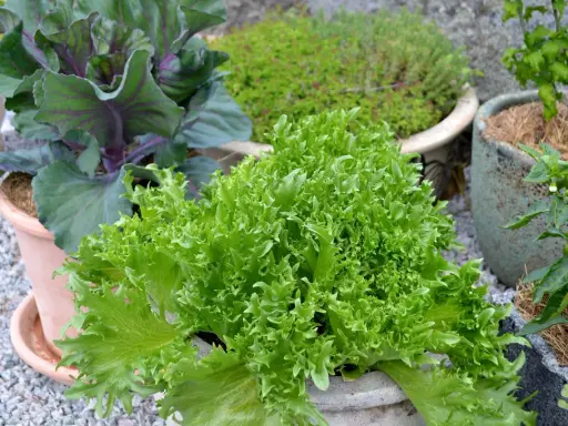 En frodig, grön krusig sallad i en kruka, redo att bli en del av en härlig besk sallad. Bredvid syns rödbladig kål och andra växter.