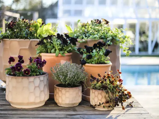 Vackra blommor i olika krukor, en plantering som skapar en härlig atmosfär vid poolen.