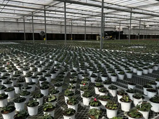 Stora växthus med tusentals krukor med växter, uppradade på hyllor. Ett modernt ebb och flod system ser till att alla plantor får optimal bevattning.