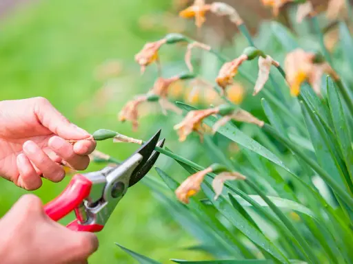 En hand klipper av en vissnad påsklilja utomhus med en sekatör. Gröna blad och vissna blommor syns i bakgrunden.