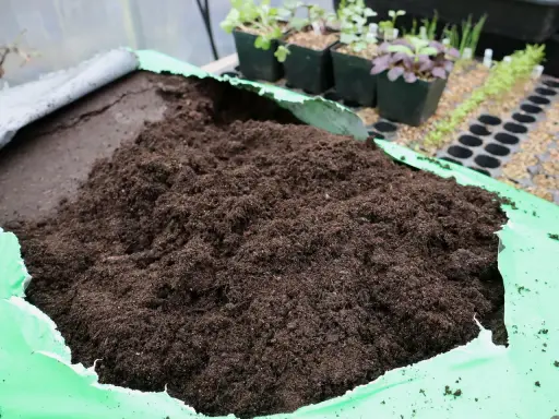 En stor hög med jord i en grön duk. I bakgrunden syns små plantor i krukor, redo för omplantering. Hoppas inga sorgmyggor larver gömmer sig där!