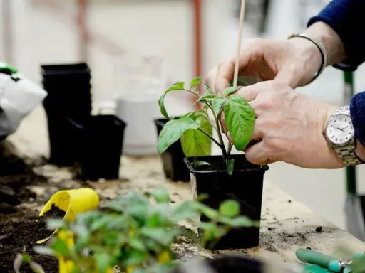 Händer som planterar ut tomater i svarta krukor. Jord och små plantor ligger utspridda på bordet.