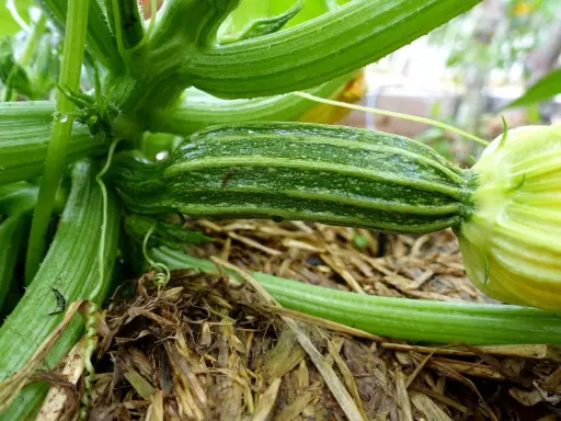 En ung squash planta med en liten, randig squash som växer fram. Vatten droppar från de gröna bladen.