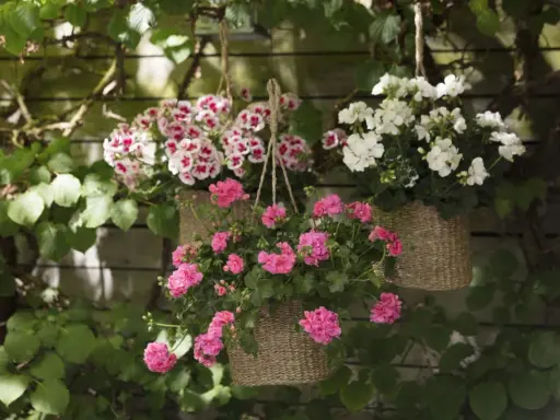 Hängande ampel med blommor i rosa och vitt. En vacker ampel blomma som lyser upp trädgården.