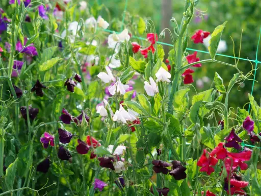 En frodig rabatt med blommor i lila, vita och röda nyanser. Doftande luktärter klättrar på ett nät.