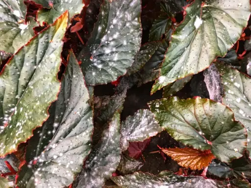 Närbild på gröna blad med röda kanter och små vita prickar som ser ut som frost.