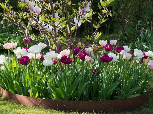 A bed of pink, white, and deep purple tulips blooms in front of a flowering magnolia tree.