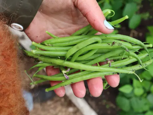 En hand håller en nyskördad hög med gröna haricots verts. Det är en härlig känsla att odla haricots verts och se resultatet.