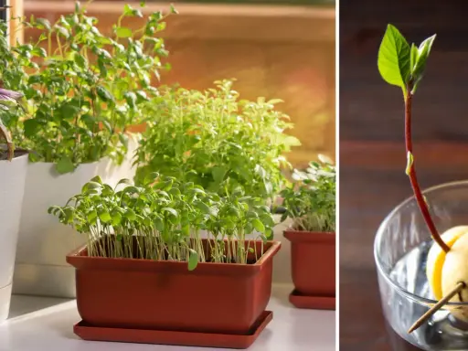 Odla kryddor inomhus: gröna plantor i krukor och en avokadokärna som spirar i ett glas vatten.