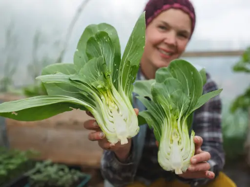 Glad odlare visar upp färsk pak choi som blommar i växthuset.