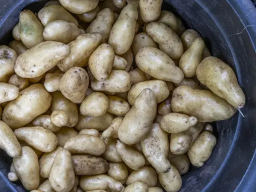En stor mängd färskpotatis, vissa med lite skorv på, ligger i en mörk balja.