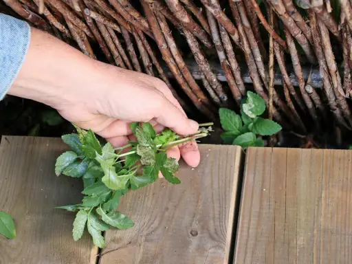 Hand plockar kirskål vid en träaltan. Ett steg för att bli av med kirskål och få en finare trädgård.