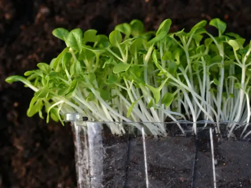 Små, gröna skott växer i en plastbehållare, redo att odla microgreens utan jord.