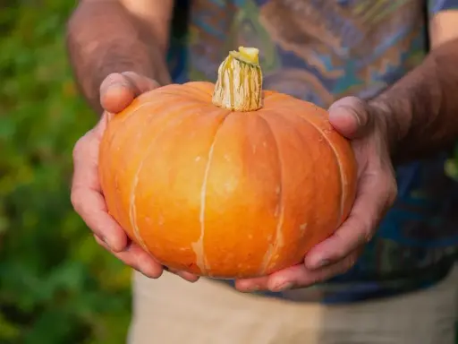 Här är en vackert orange pumpa som hålls i händerna, ett bevis på att det går att odla pumpa i kruka.