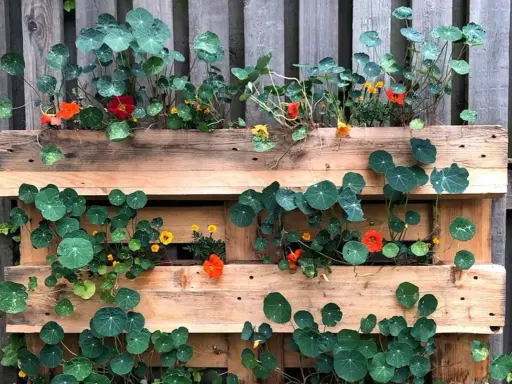 En vertikal trädgård av kapucinerblommor och blad i en träpall. Blommorna är orange och röda, bladen är runda och gröna.