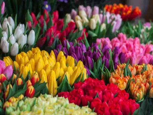 En explosion av färger där tulpaner blommar i rött, gult, lila, rosa och vitt. En härlig syn som sprider glädje.