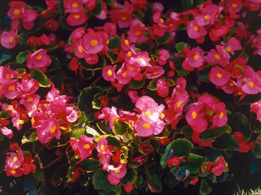 En tät matta av rosa begonia utomhus, med sina karaktäristiska gula mittpunkter, skapar en färgexplosion.