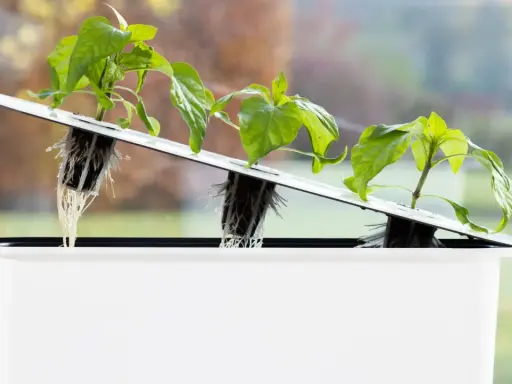 Små plantor med synliga rötter i ett hydroponiskt system. En hand justerar en av plantorna i den vita behållaren, redo för hydroponisk odling av tomat.