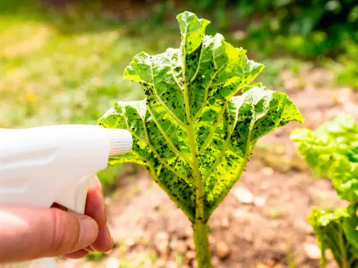 En hand sprutar såpvatten mot ohyra på ett rabarberblad.