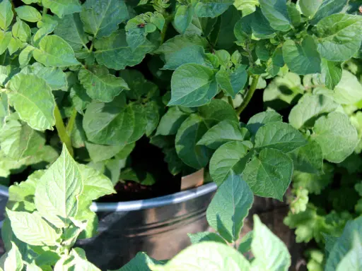 Gröna, frodiga blad från potatis i kruka. Solen lyser på plantan som växer sig stark.