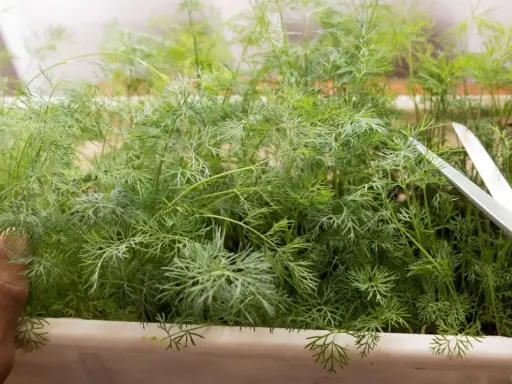 En hand håller dillplantor för att klippa dem med en sax. Det är enkelt att odla dill i kruka inomhus för färska kryddor året runt.