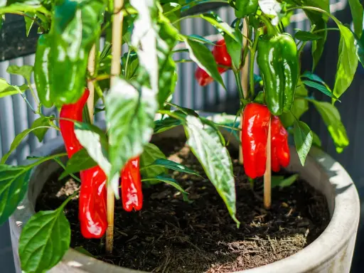 Odla chili i kruka ger en fin skörd av röda och gröna chilifrukter. Stödjer plantan med pinnar för att hålla frukterna uppe.