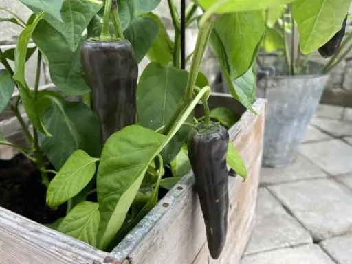 Mörka, avlånga paprikor hänger från en paprika planta i en träkruka.