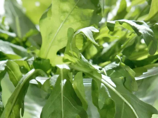 En närbild av färska, gröna blad som liknar pak choi, med solljus som lyser igenom.
