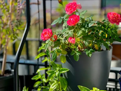 En vacker ros i kruka inomhus blommar med sina rosa kronblad. Gröna blad och en annan växt i bakgrunden.