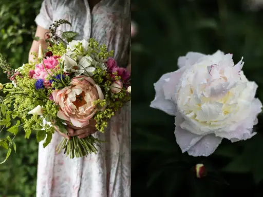 En person håller en bukett med blommor, inklusive en stor ljusrosa pion. Till höger syns en vit pion med vattendroppar, en vacker påminnelse om pioner blomningstid.