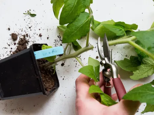 En hand beskär en tomatplanta med sekatör. Jord ligger utspridd runt krukan och plantan, vilket kan tyda på ohyra på tomatplantor.